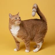 A cat looking curious on yellow background